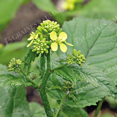 MOUTARDE NOIRE TERMINATOR (brassica nigra)