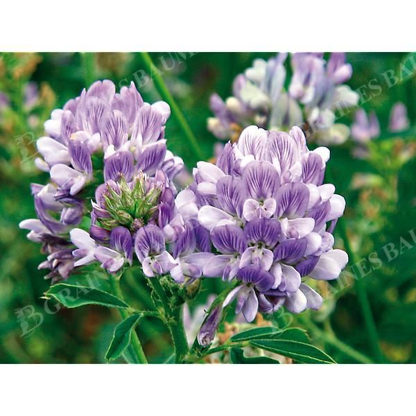 LUZERNE MAGA (medicago sativa)