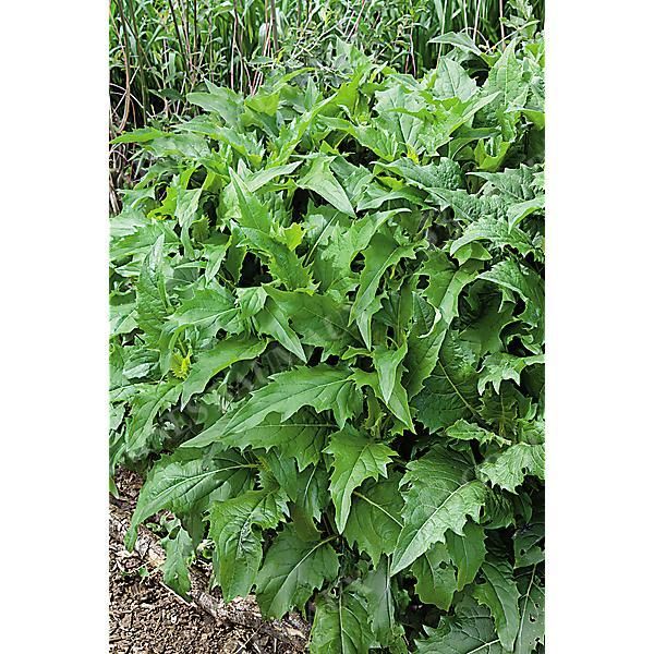 SILPHIE (silphium perfoliatum)