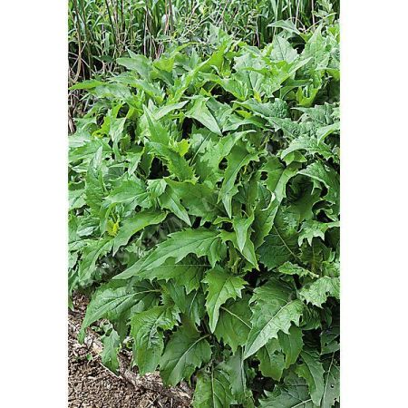 SILPHIE (silphium perfoliatum)