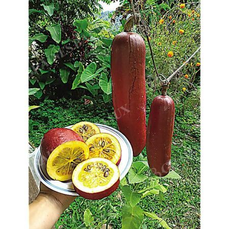 SICANA ODORIFERA ou CASSABANANA