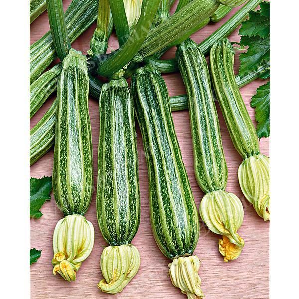 COURGETTE ROMANESCO Bio