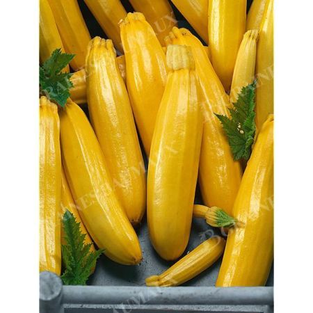 COURGETTE F1 BUTTERSTICK