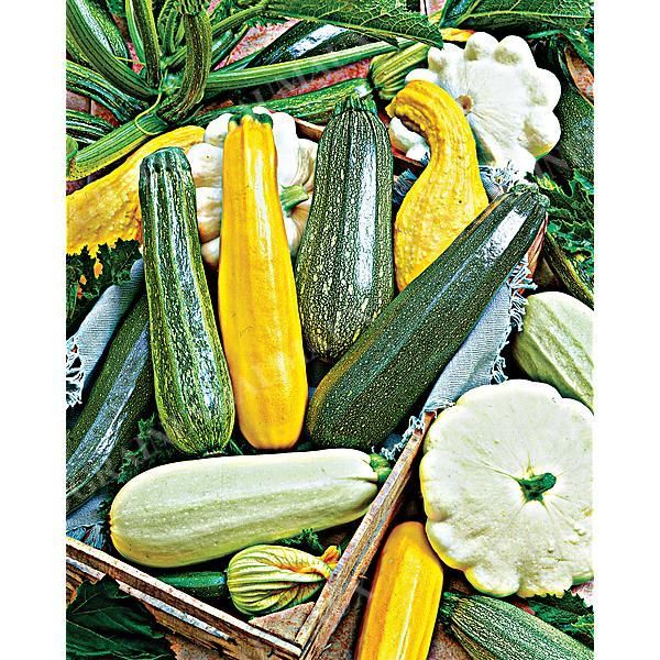 COURGETTE TRIO