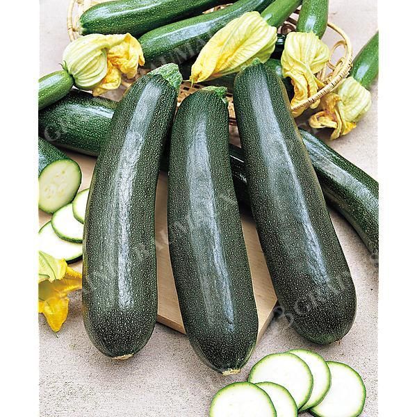COURGETTE BLACK BEAUTY Bio