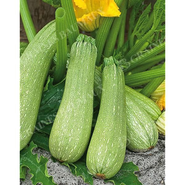 COURGETTE GENOVESE