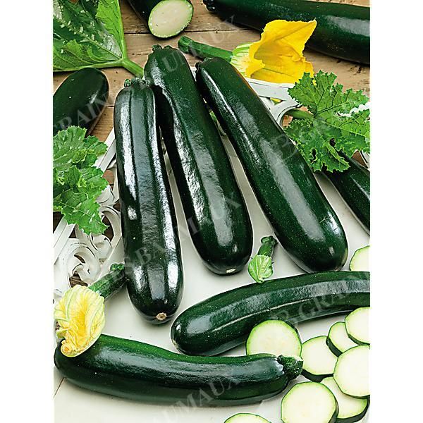 COURGETTE F1 ASTIA