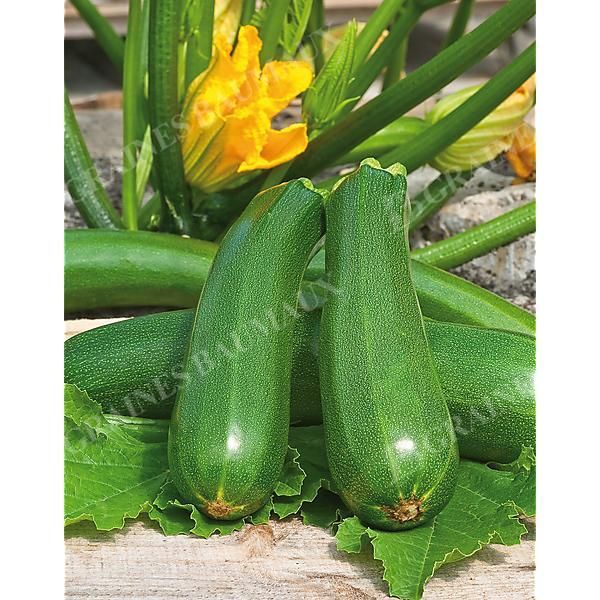 COURGETTE F1 CÉLESTE