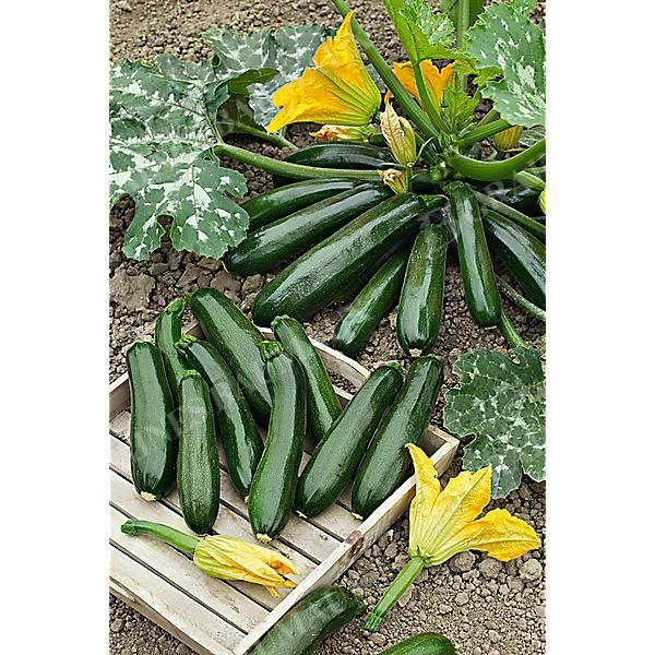 COURGETTE F1 ZEFIROS