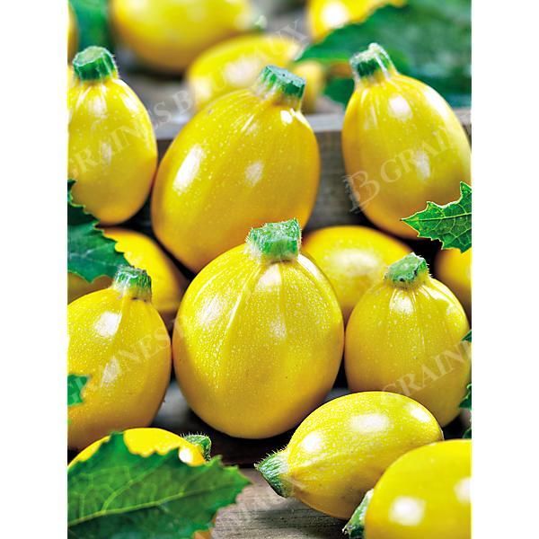 COURGETTE F1 MIDAS