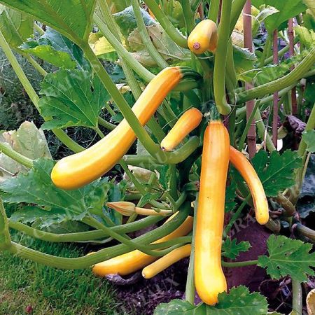 GRAINES de COURGETTES