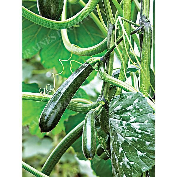 COURGETTE OLA ESCALADORA