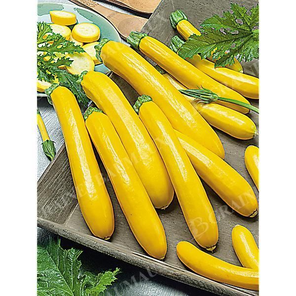 COURGETTE F1 YELLOWSTAR