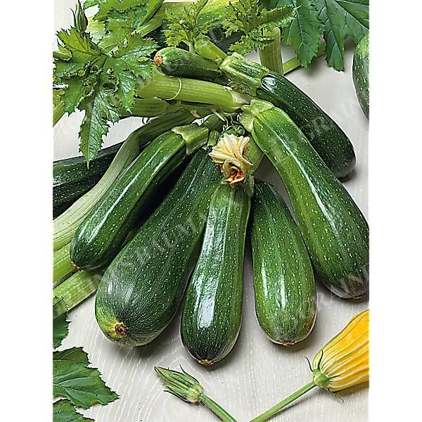 COURGETTE F1 DEFENDER