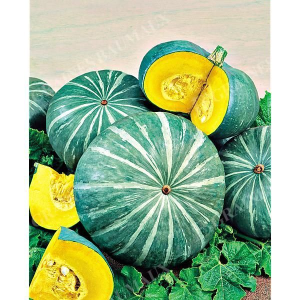 COURGE d'HIVER AMBAR