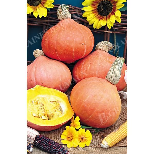 COURGE d'HIVER AMAZONKA