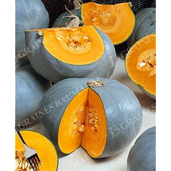 COURGE d'HIVER F1 BUSH BABY