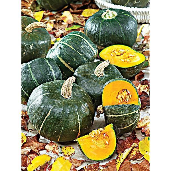 COURGE d'HIVER BUTTERCUP BURGESS