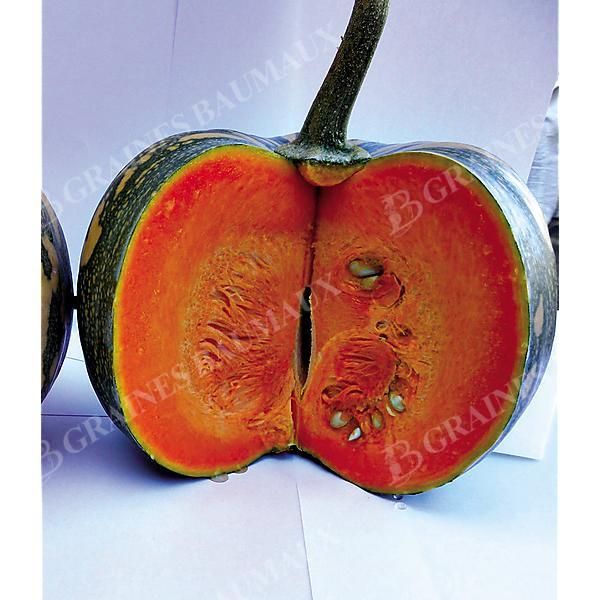 COURGE d'HIVER F1 ASTERIX
