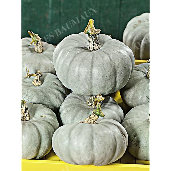COURGE d'HIVER F1 GREY QUEEN