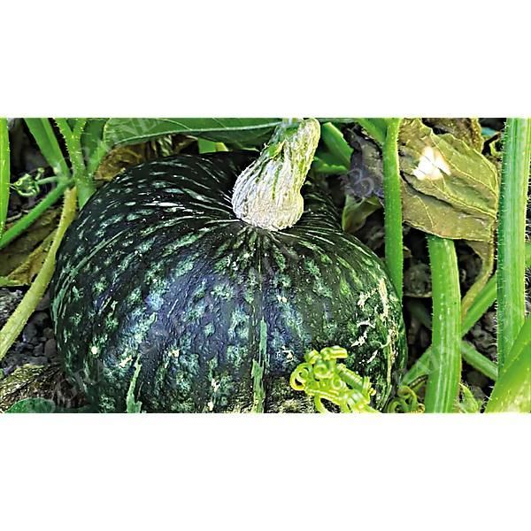 COURGE d'HIVER F1 ZUCCURI®