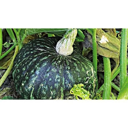 COURGE d'HIVER F1 ZUCCURI®