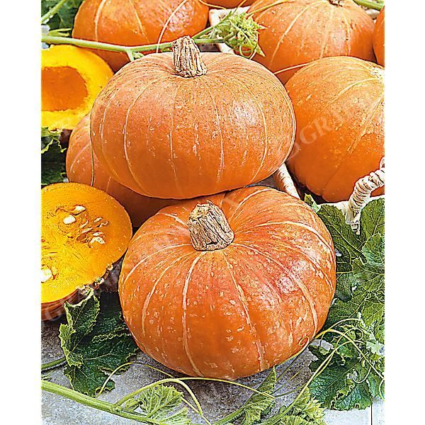 COURGE d'HIVER F1 REDDY