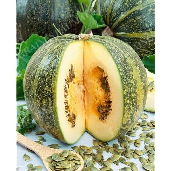 COURGE GLEISDORFER