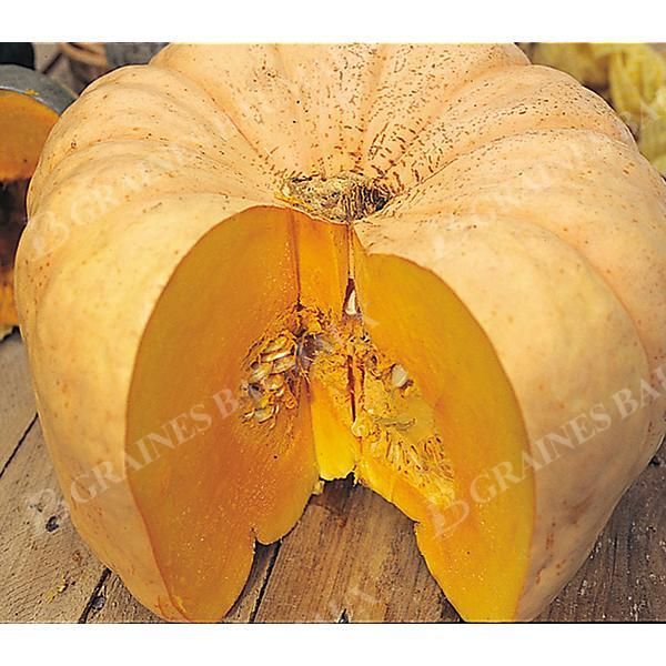 COURGE musquée AUSTRALIAN BUTTER