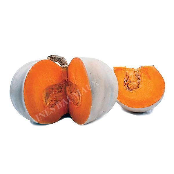 COURGE musquée F1 INVINCIBLE