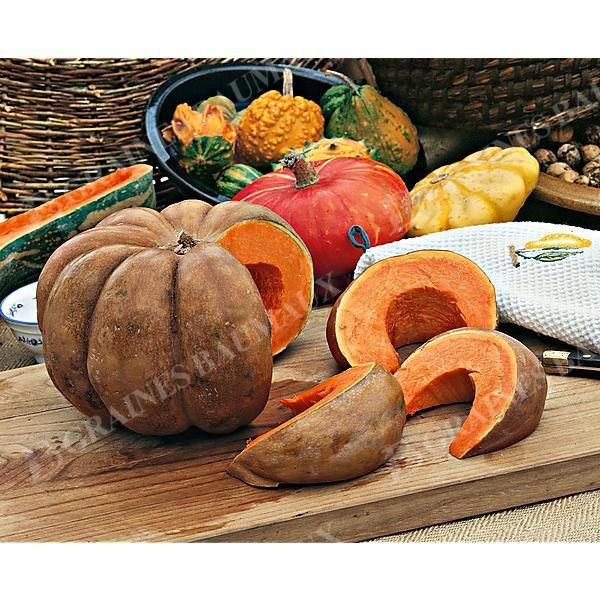 COURGE musquée F1 PANTHER