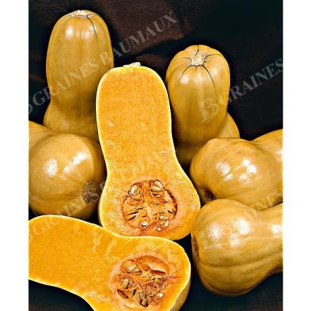 COURGE butternut F1 RIPOR