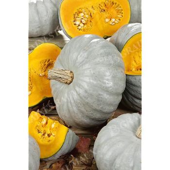 COURGE musquée BERETTA PIACENTINA