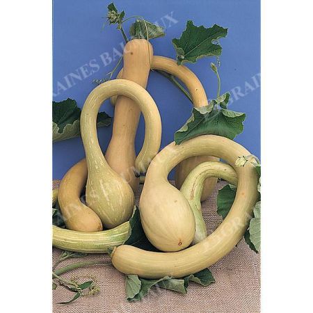 COURGE musquée TROMBONCINO ou D'ALBENGA