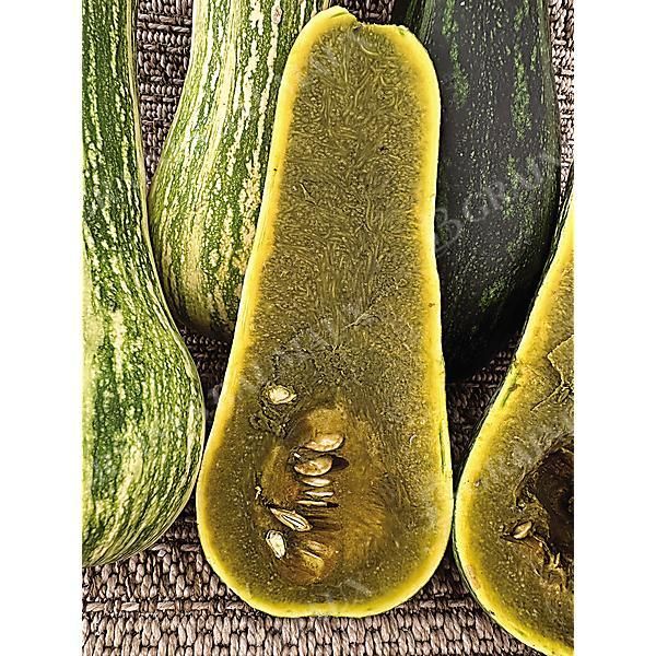 COURGE musquée AYOTE GUATEMALAN GREEN FLESH
