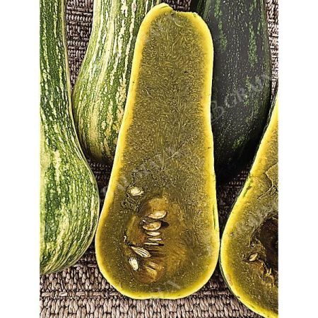 COURGE musquée AYOTE GUATEMALAN GREEN FLESH