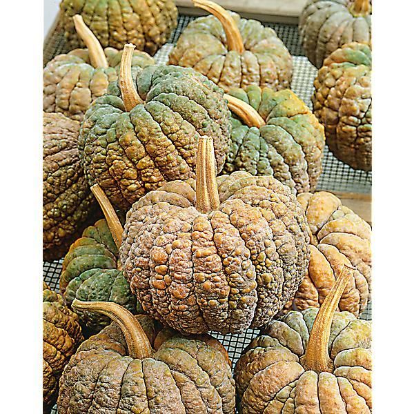 COURGE musquée HIDEMI