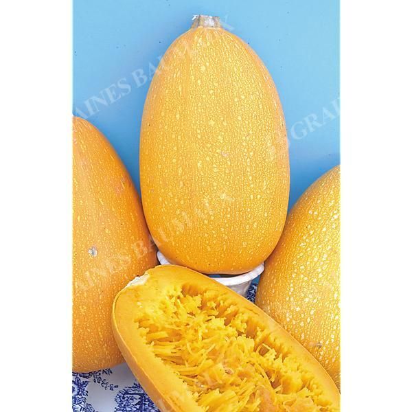 COURGE PYZA