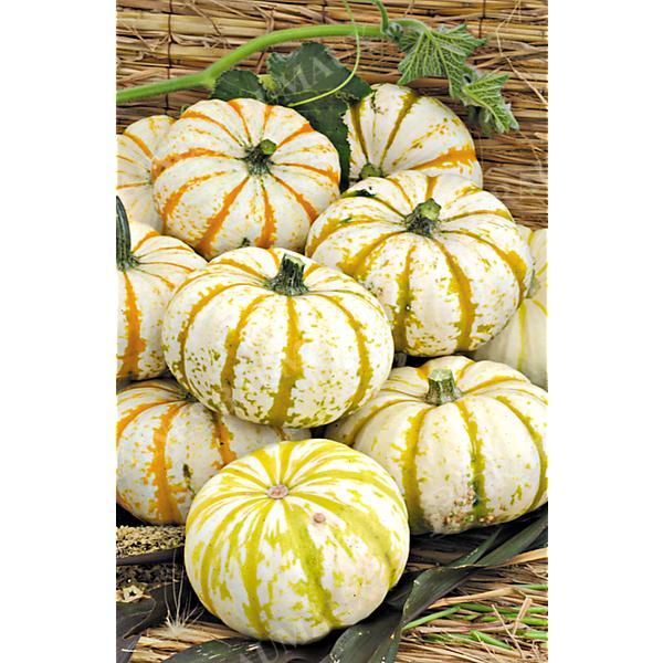 COURGE F1 LIL' PUMP-KE-MON
