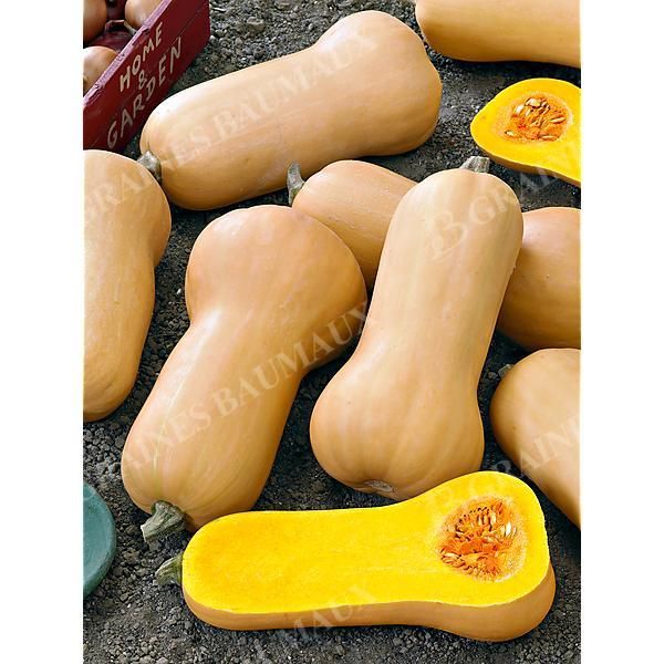 COURGE musquée F1 ULTRA BUTTERNUT