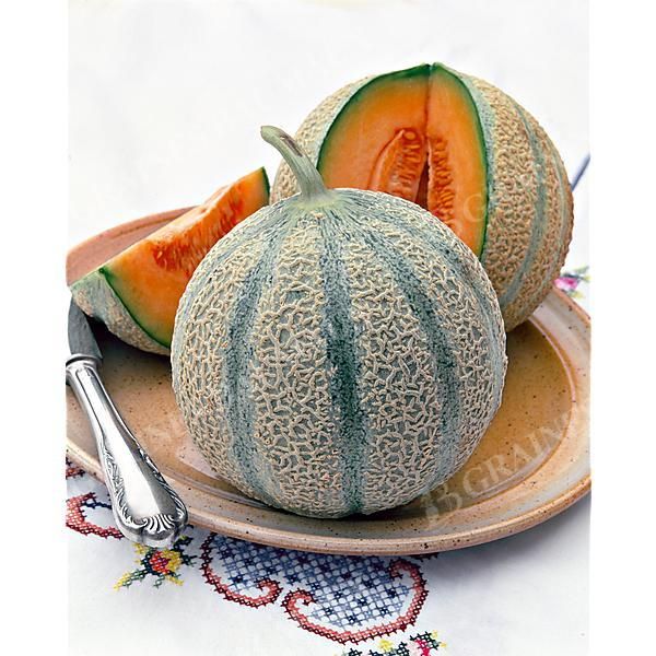MELON F1 SV6234MC