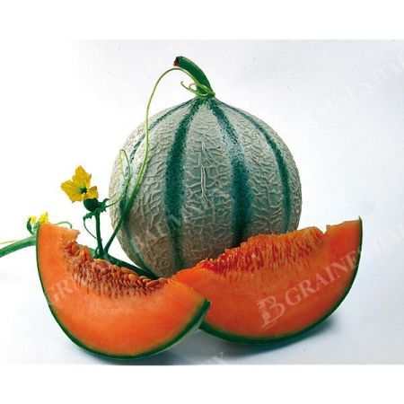 MELON F1 DJAZZEO