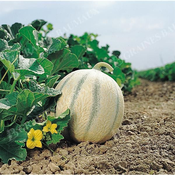 MELON F1 ALASCO