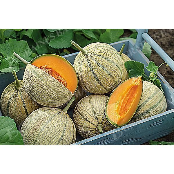 MELON F1 ALLEGRETO