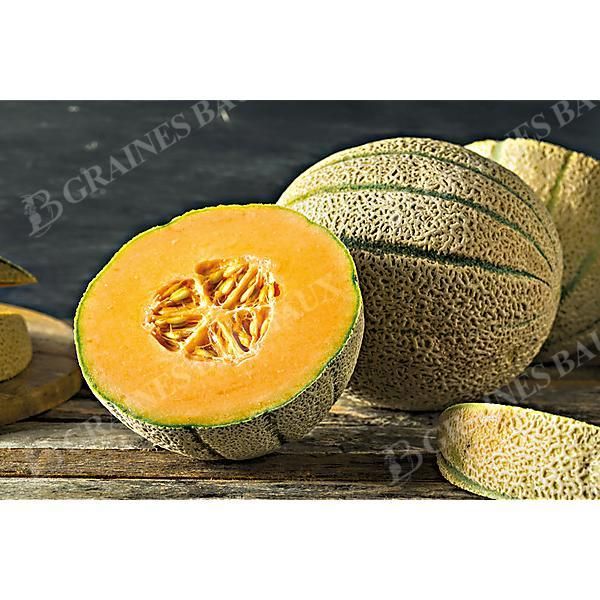 MELON F1 MASTER