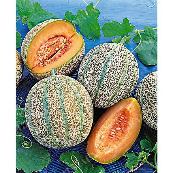 MELON F1 BRUTUS