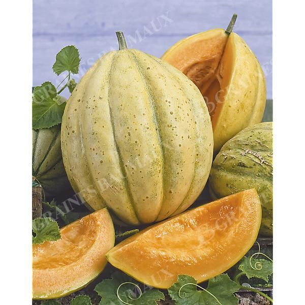 MELON ANCIEN VIEILLE FRANCE