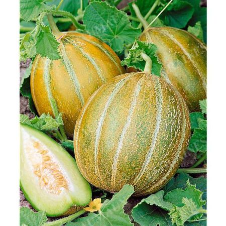 MELON OGEN