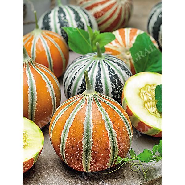 MELON KAJARI