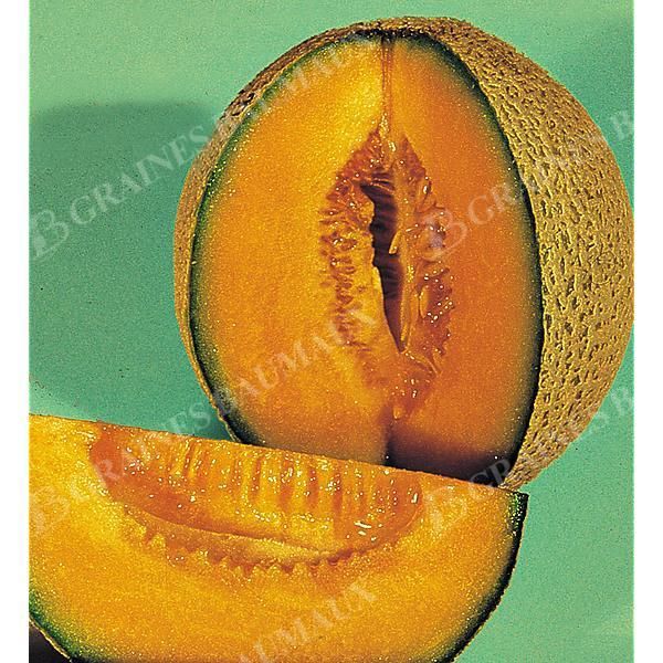 MELON RETATO DEGLI ORTOLANI